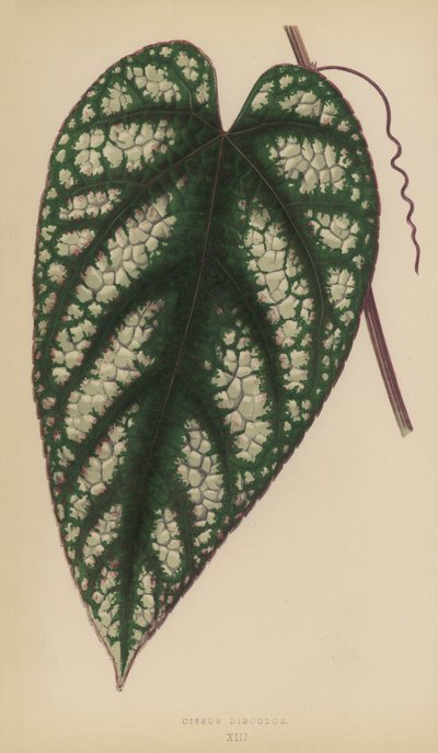 Cissus Discolor by English School